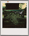 [Painting Under Tree], Walker Evans  American, Instant internal dye diffusion transfer print (Polaroid SX-70)