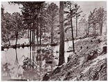 [Swamp Near Broadway Landing, Appomattox River, Virginia], William Frank Browne  American, Albumen silver print from glass negative