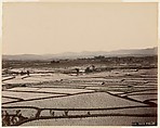 Rice Fields, Unknown, Albumen silver print from glass negative with applied color