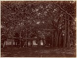 "Interior" View of Banyan Tree, Calcutta, Unknown, Albumen silver print from glass negative