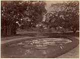Victoria Regia at Botanical Garden, Udaipur, Unknown, Albumen silver print from glass negative