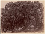 Waringin, (Banyan), Unknown, Albumen silver print from glass negative