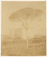 [Tree in Formal Garden Outside Palazzo], Giacomo Caneva  Italian, Albumen silver print from glass negative