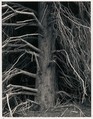 Tree, Point Arena, California, Ansel Easton Adams  American, Instant diffusion transfer print (Polaroid Type 52)