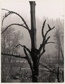 Burned Tree, Western Oregon, Ansel Easton Adams American, Instant diffusion transfer print (Polaroid)