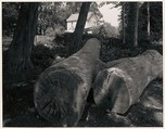 Two Logs and White House near Pescadero, California, Ansel Easton Adams  American, Instant diffusion transfer print (Polaroid)