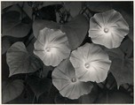 Morning Glories, Massachusetts, Ansel Easton Adams (American, San Francisco, California 1902–1984 Carmel, California), Instant diffusion transfer print (Polaroid)