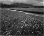 Rain, Beartrack Cove, Alaska, Ansel Easton Adams  American, Gelatin silver print