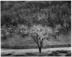 Oak Tree, Rain, Sonoma County Hills, California, Ansel Easton Adams  American, Gelatin silver print