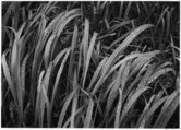 Grass, Glacier Bay National Monument, Alaska, Ansel Easton Adams American, Gelatin silver print