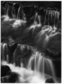 Fern Spring, Yosemite National Park, California, Ansel Easton Adams American, Gelatin silver print