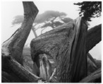 Cypress Tress, Pebble Beach, California, Ansel Easton Adams American, Gelatin silver print