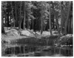 Lodgepole Pines, Lyell Fork of the Merced River, Yosemite National Park, Ansel Easton Adams American, Gelatin silver print