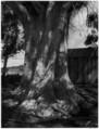 Eucalyptus Tree, Fort Ross, California, Ansel Easton Adams American, Gelatin silver print