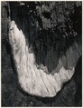 Detail, Sequoia Bark, Yosemite National Park, California, Ansel Easton Adams  American, Instant diffusion transfer print (Polaroid)