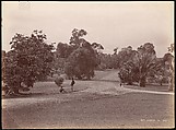 Botanical Garden, Unknown, Albumen silver print from glass negative