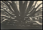 Aloe, Johan Hagemeyer American, born The Netherlands, Gelatin silver print