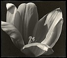 Yellow Tulip, Johan Hagemeyer  American, born The Netherlands, Gelatin silver print