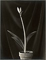 Amaryllis, Carmel, Johan Hagemeyer  American, born The Netherlands, Gelatin silver print
