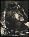 Red Cabbage, Johan Hagemeyer  American, born The Netherlands, Gelatin silver print