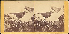 [Group of 107 Stereograph Views of Animals], Keystone View Company, Albumen silver prints