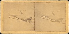 [Group of 107 Stereograph Views of Animals], Keystone View Company, Albumen silver prints