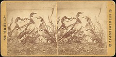 [Group of 107 Stereograph Views of Animals], Keystone View Company, Albumen silver prints