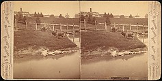 [Group of 107 Stereograph Views of Animals], Keystone View Company, Albumen silver prints