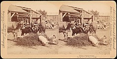 [Group of 107 Stereograph Views of Animals], Keystone View Company, Albumen silver prints