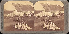 [Group of 107 Stereograph Views of Animals], Keystone View Company, Albumen silver prints
