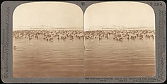 [Group of 107 Stereograph Views of Animals], Keystone View Company, Albumen silver prints