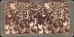 [Group of 107 Stereograph Views of Animals], Keystone View Company, Albumen silver prints