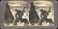 [Group of 107 Stereograph Views of Animals], Keystone View Company, Albumen silver prints