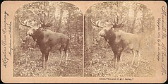 [Group of 107 Stereograph Views of Animals], Keystone View Company, Albumen silver prints