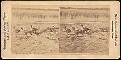 [Group of 107 Stereograph Views of Animals], Keystone View Company, Albumen silver prints