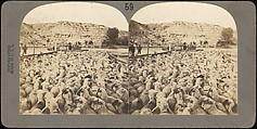 [Group of 107 Stereograph Views of Animals], Keystone View Company, Albumen silver prints