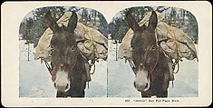 [Group of 107 Stereograph Views of Animals], Keystone View Company, Albumen silver prints