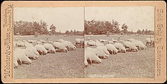 [Group of 107 Stereograph Views of Animals], Keystone View Company, Albumen silver prints