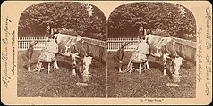 [Group of 107 Stereograph Views of Animals], Keystone View Company, Albumen silver prints