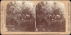 [Group of 107 Stereograph Views of Animals], Keystone View Company, Albumen silver prints