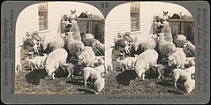 [Group of 107 Stereograph Views of Animals], Keystone View Company, Albumen silver prints
