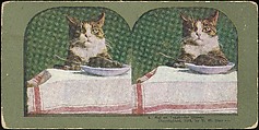 [Group of 107 Stereograph Views of Animals], Keystone View Company, Albumen silver prints