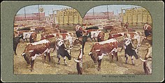 [Group of 107 Stereograph Views of Animals], Keystone View Company, Albumen silver prints