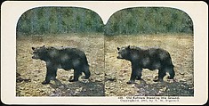 [Group of 107 Stereograph Views of Animals], Keystone View Company, Albumen silver prints