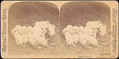 [Group of 107 Stereograph Views of Animals], Keystone View Company, Albumen silver prints