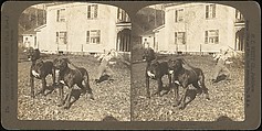 [Group of 107 Stereograph Views of Animals], Keystone View Company, Albumen silver prints