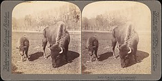 [Group of 107 Stereograph Views of Animals], Keystone View Company, Albumen silver prints