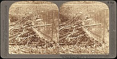 [Group of 107 Stereograph Views of Animals], Keystone View Company, Albumen silver prints