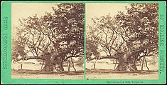 [Group of 11 Early Stereograph Views of British Landscapes], Westley's Cheltenham Library (British), Albumen silver prints