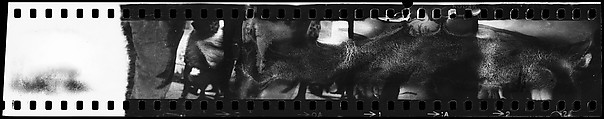 [39 Portraits of Eliza Hobson, Robert Motherwell, Helen Frankenthaler, and Others], Walker Evans (American, St. Louis, Missouri 1903–1975 New Haven, Connecticut), Film negative; Gelatin silver print